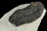 Bargain, Austerops Trilobite - Visible Eye Facets #119962-3